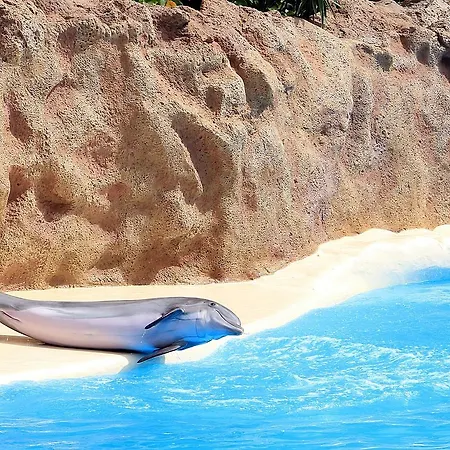 North Town Icod De Los Vinos